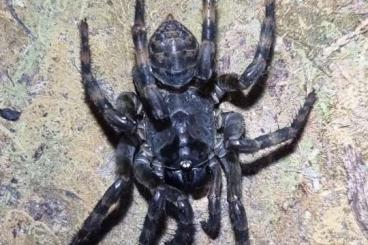 Spiders and Scorpions kaufen und verkaufen Photo: Spinnen Nachzuchten abzugeben: