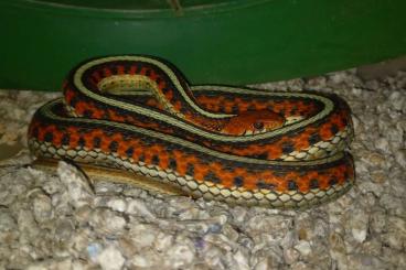 Nattern ungiftige kaufen und verkaufen Foto: Thamnophis sirtalis infernalis Nattern ungiftige kaufen und verkaufen Foto: Thamnophis sirtalis infernalis