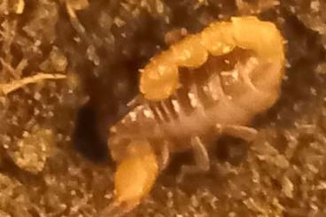 Scorpions kaufen und verkaufen Photo: Biete verschiedene ENZ Skorppione