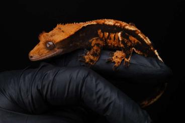 Geckos kaufen und verkaufen Foto: Kronengecko, crested gecko