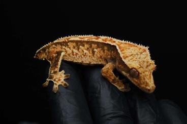 Geckos kaufen und verkaufen Foto: Crested Geckos, Kronengeckos