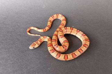 Snakes kaufen und verkaufen Photo: Für Hamm - Lampropeltis mexicana thayeri / leonis
