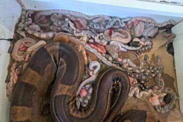 Boas kaufen und verkaufen Foto: Mixed boas stock for sale Boas kaufen und verkaufen Foto: Mixed boas stock for sale