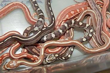 Snakes kaufen und verkaufen Photo: Pantherophis Guttatus - Elaphe G.GUTTATA Kornnattern/ Cornsnakes :