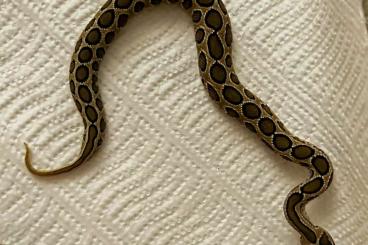 Venomous snakes kaufen und verkaufen Photo: x.x Daboia russelii Pakistan - CB 23 