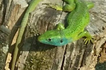 Echsen kaufen und verkaufen Foto: Reptilien aus ganzjähriger Freilandhaltung Echsen kaufen und verkaufen Foto: Reptilien aus ganzjähriger Freilandhaltung