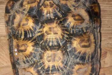 Schildkröten kaufen und verkaufen Foto: Malacochersus tornieri 1.0 Nz 22 Schildkröten kaufen und verkaufen Foto: Malacochersus tornieri 1.0 Nz 22