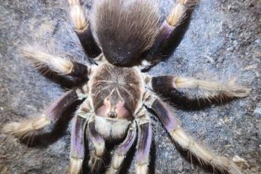 Spinnen und Skorpione kaufen und verkaufen Foto: 1.0 Pamphobeteus ultramarinus 