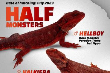 Bearded dragons kaufen und verkaufen Photo: Pogona vitticeps | Red, Zero, 50% Dark Monster