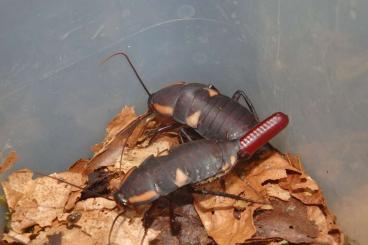 Insekten kaufen und verkaufen Foto: Many rare species of cockroaches