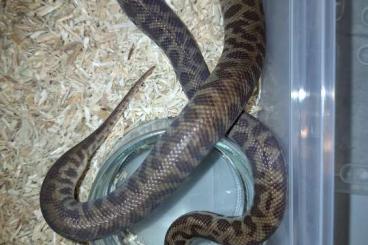 Pythons kaufen und verkaufen Photo: Antaresia stimsoni stimsoni 