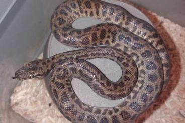 Pythons kaufen und verkaufen Photo: Antaresia stimsoni stimsoni 
