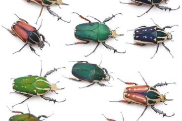 Insects kaufen und verkaufen Photo: Mecynorhina torquata ugandensis