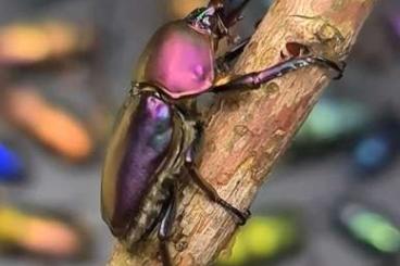 Insects kaufen und verkaufen Photo: Lamprima adolphinae ♡ multi colors
