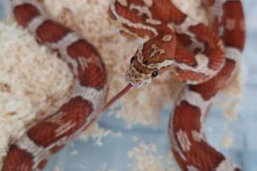 Schlangen kaufen und verkaufen Foto: Adult cornsnake (Pantherophis guttatus) 