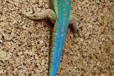 Geckos kaufen und verkaufen Foto: Phelsuma Nachzuchten Münsterland 