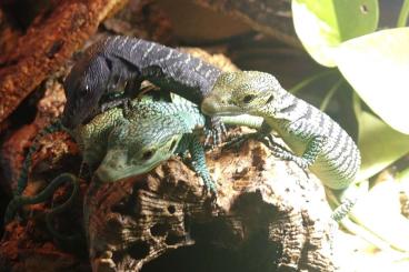 Monitor lizards kaufen und verkaufen Photo: beccari u. prasinus NZten