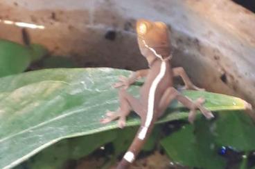 Geckos kaufen und verkaufen Foto: Gecko Vittatus Nachzuchten Geckos kaufen und verkaufen Foto: Gecko Vittatus Nachzuchten