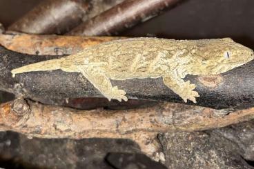 Geckos kaufen und verkaufen Foto: Rhacodactylus leachianus Mount Koghis Friedel Line