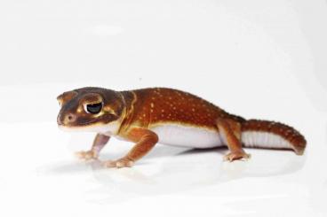 Geckos kaufen und verkaufen Foto: 0,2 Nephrurus levis  2,2 Nephrurus cinctus 
