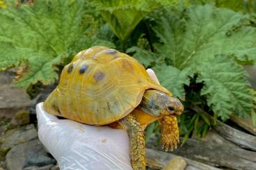 Turtles and Tortoises kaufen und verkaufen Photo: Chersina angulata HIGH YELLOW 