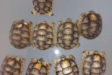 Landschildkröten kaufen und verkaufen Foto: Breitrand Schildkröten NZ2023