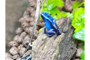 Poison dart frogs kaufen und verkaufen Photo: Hamm 11.03 Dendrobates Phyllobates