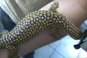 Monitor lizards kaufen und verkaufen Photo: 0.1 V. acanthurus gelb groß