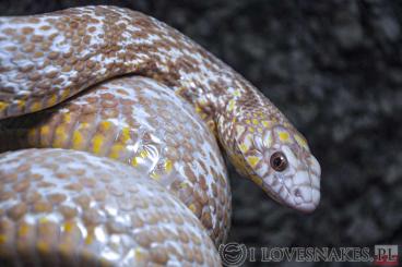 Snakes kaufen und verkaufen Photo: CB2022 Elaphe carinata Snow T+, Axanthic, Albino T+ and hets