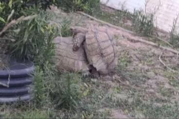 Schildkröten  kaufen und verkaufen Foto: 1.0 Stigmochelys pardalis somalica