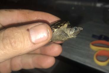 Sumpfschildkröten kaufen und verkaufen Foto: Staurotypus triporcatus babies
