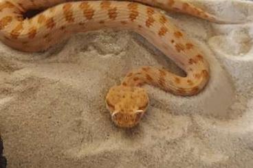 Venomous snakes kaufen und verkaufen Photo: 2,2 Cerastes cerastes CB 23