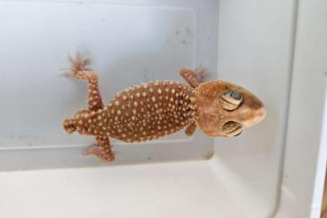 Geckos kaufen und verkaufen Foto: 2,1 Nephrurus  amyae CB 2023