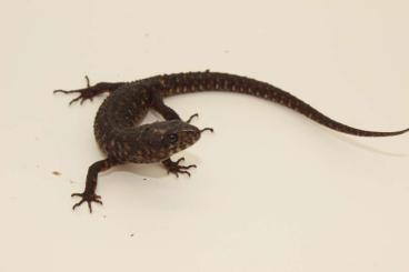 other lizards kaufen und verkaufen Photo: Biete 0.10+ Lepidophyma flavimaculatum von 2023
