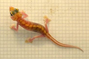 Geckos kaufen und verkaufen Foto: Pachydactylus (=Palmatogecko) rangei, P. (=Colopus) kochii Geckos kaufen und verkaufen Foto: Pachydactylus (=Palmatogecko) rangei, P. (=Colopus) kochii