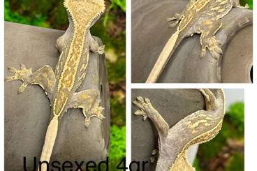 Geckos kaufen und verkaufen Photo: Kronengecko C. ciliatus Diffrent morphs 