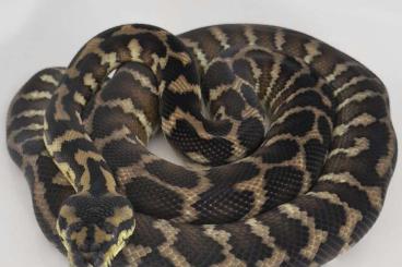 Schlangen kaufen und verkaufen Foto: Mix bag of high end snakes