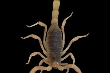 Skorpione kaufen und verkaufen Foto: Arizona scorpions different species 