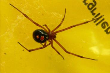 Spiders and Scorpions kaufen und verkaufen Photo: diverse Spinnenund Skorpione