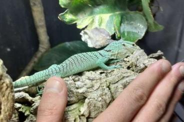 Lizards kaufen und verkaufen Photo: Varanus prasinus merauke Lizards kaufen und verkaufen Photo: Varanus prasinus merauke