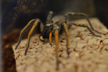 Insects kaufen und verkaufen Photo: Crabs, Millipedes, true spiders, isopods, snails and more 