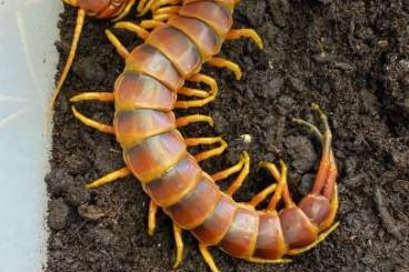 Spiders and Scorpions kaufen und verkaufen Photo: Peru Centipedes Scolopendra 
