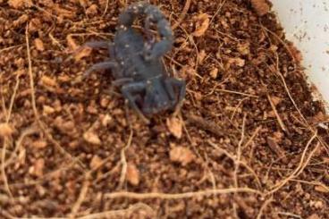 Spiders and Scorpions kaufen und verkaufen Photo: Süd Afrika    Parabuthus species 