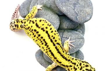 Lizards kaufen und verkaufen Photo: Suchen ständig Nachzuchten verschiedener Reptilien 