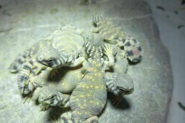 Lizards kaufen und verkaufen Photo: Uromastyx thomasii hatchilings of 2021