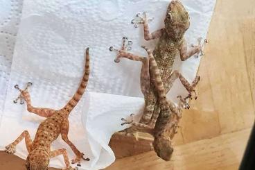 Geckos kaufen und verkaufen Photo: Fächerfingergeckos Ptyodactylus guttatus