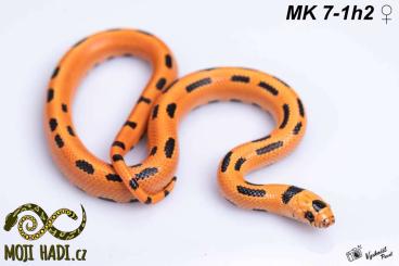 Snakes kaufen und verkaufen Photo: Magmaking NEW hybrid Lampropletis