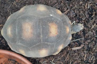 Tortoises kaufen und verkaufen Photo: 0,1 Astrochelys radiata for sale