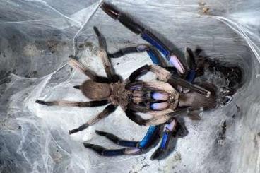 - bird spiders kaufen und verkaufen Photo: Unsexed, males and females + searching adult males