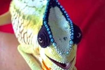 Lizards kaufen und verkaufen Photo: Trioceros cristatus captivebred animals